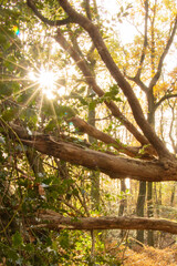 Sonnenstern im Wald