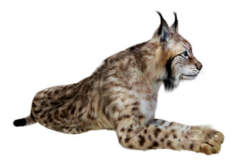 3D Rendering Lynx on White