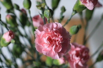 rosa Nelken vor grauem Hintergrund