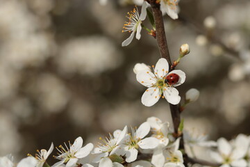 Marienkäfer auf Frühlingsblüte