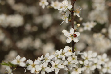 Marienkäfer auf Frühlingsblüte