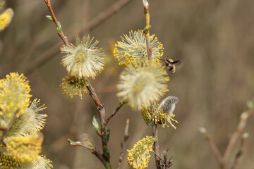 Insekt im Frühling