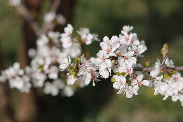 Frühlingsblüten am Baum