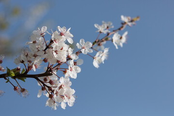 Frühlingsblüten am Baum