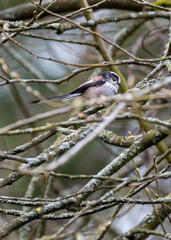Aegithalos caudatus: Long-Tailed Tit Bird Spotted in Dublin, Ireland