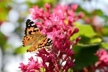 Schmetterling 1063 © K.-U. Häßler