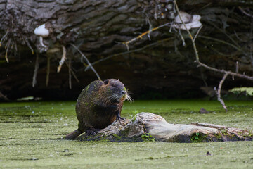 River nutria ,,Myocastor coypus,, in its natural environment, Danubian wetland, Slovakia