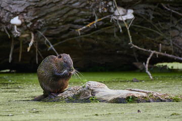 River nutria ,,Myocastor coypus,, in its natural environment, Danubian wetland, Slovakia