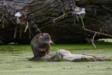 River nutria ,,Myocastor coypus,, in its natural environment, Danubian wetland, Slovakia