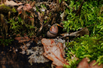Close up of a forest floor with green moss and fallen leaves.