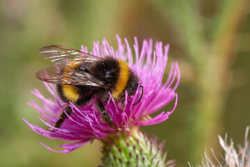 Bumblebee on beautiful blooming thistle, Danubian wetland meadow, Slovakia