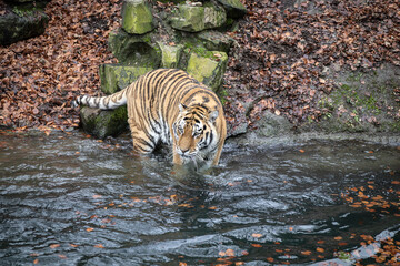 Siberian tiger (Amur tiger) walking in water