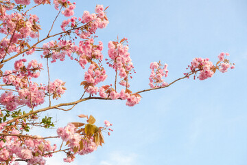 pink cherry blossom against blue sky