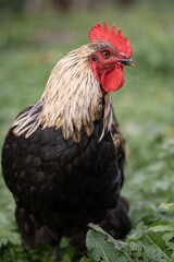 beautiful chickens and roosters outdoors in the yard.