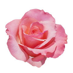 Cutout of an isolated single pink rose with the transparent png 