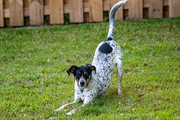 black and white dog stretching