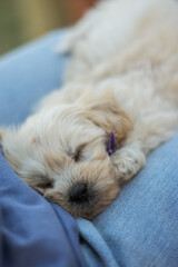 Asleep puppy portrait closeup