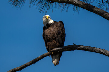 bald eagle on pine tree