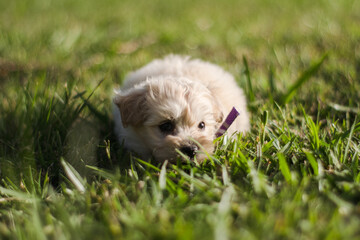 Puppy on grass portrait closeup
