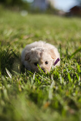Puppy on grass portrait closeup