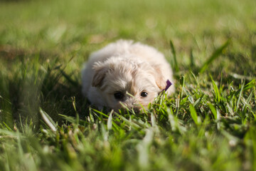 Puppy on grass portrait closeup
