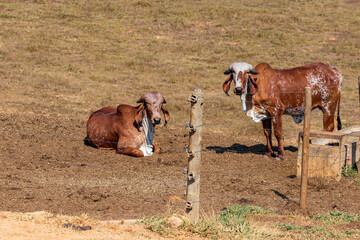 cattle on dry pasture