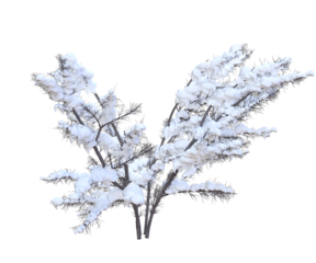 Albero con e senza foglie bianche, arancioni, verdi, gialle, rosse fondo trasparente e isolato