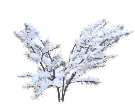 Albero con e senza foglie bianche, arancioni, verdi, gialle, rosse fondo trasparente e isolato