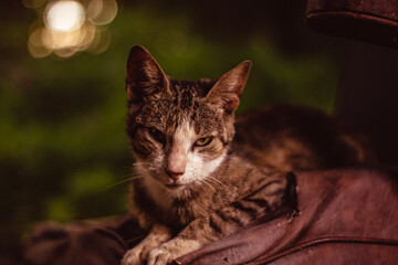 Cat sitting on red fabric on green background
