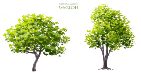 Vector watercolor of tree side view isolated on white background for landscape and architecture drawing, elements for environment and garden, painting botanical for exterior section and elevation