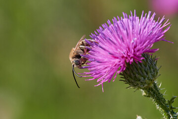 Wild bee in its natural environment, Danubian wetland meadow, Slovakia