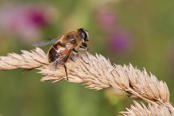 Wild bee in its natural environment, Danubian wetland meadow, Slovakia