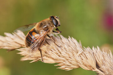 Wild bee in its natural environment, Danubian wetland meadow, Slovakia