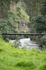 bridge  in the river 