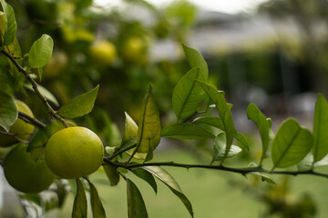 Unripe orange on tree