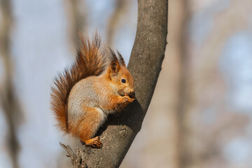 selective image of red squirrels eating nut on wooden stump