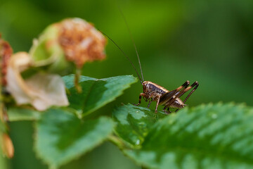 Grasshopper in its natural environment, Danubian wetland meadow, Slovakia