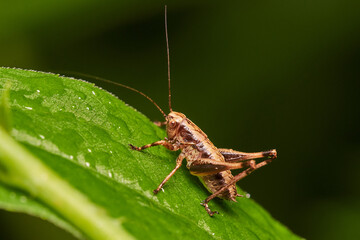 Grasshopper in its natural environment, Danubian wetland meadow, Slovakia
