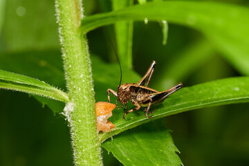Grasshopper in its natural environment, Danubian wetland meadow, Slovakia