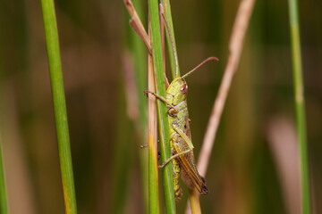 Grasshopper in its natural environment, Danubian wetland meadow, Slovakia
