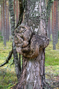 A large growth of suvel on a birch in the forest.