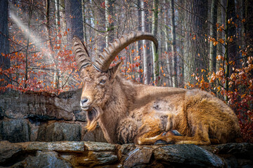 Closeup of a mountain goat lying on a cliff of rocks in the forest