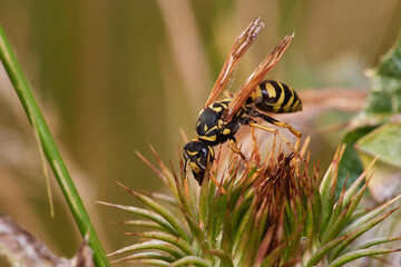 Common wasp on dry thistle in Danubian wetland meadow, Slovakia