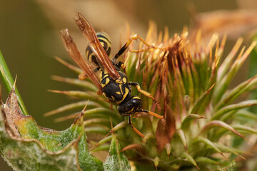 Common wasp on dry thistle in Danubian wetland meadow, Slovakia