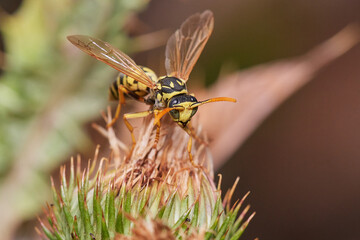 Common wasp on dry thistle in Danubian wetland meadow, Slovakia
