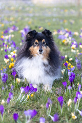 Stunning nice fluffy black sable white shetland sheepdog, sheltie portrait in the blooming crocus flower field. Small, little collie, lassie dog smiling in the field of violet, purple, yellow crocuses