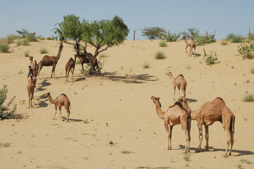 Grupos de camellos alimentándose en las dunas de Jaisalmer, Rajastán, India