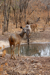 Ciervos bebiendo en un estanque del Parque nacional Ranthambore en Rajastán, India