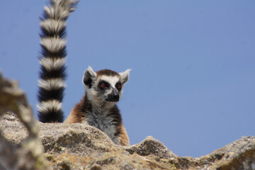 Kata lemur in Isalo National Park, Madagascar