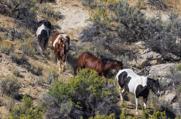 Herd of Wild Horses in the Wyoming Desert in Autumn